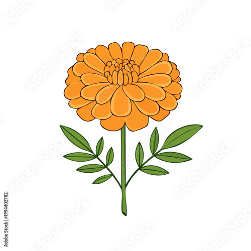 Vibrant Orange Marigold Flower with Green Leaves Illustration