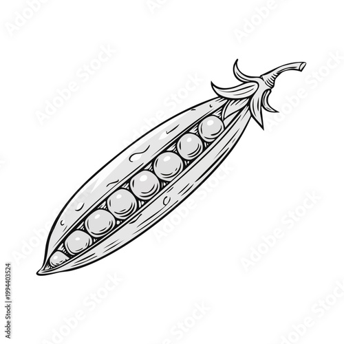 Hand drawn sketch of a single open pea pod with multiple round peas inside