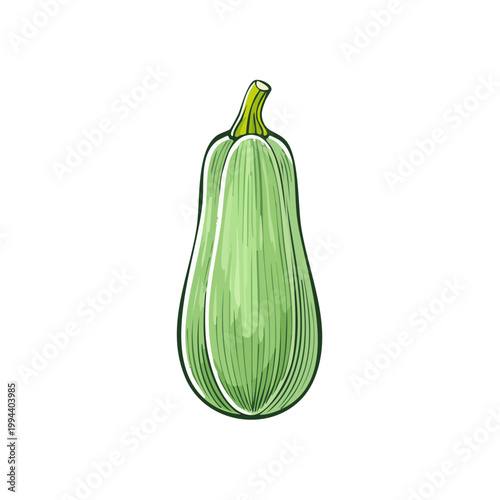 Hand-drawn illustration of a fresh green squash vegetable with textured lines on a white background.