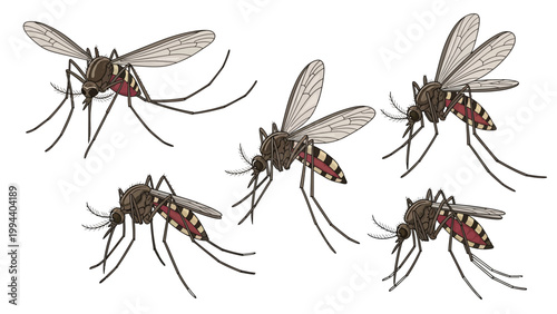 Five mosquitoes with detailed anatomy, shown from different angles in a realistic illustration