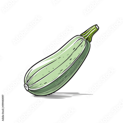 Fresh green zucchini squash vegetable, healthy food illustration, summer squash, organic produce