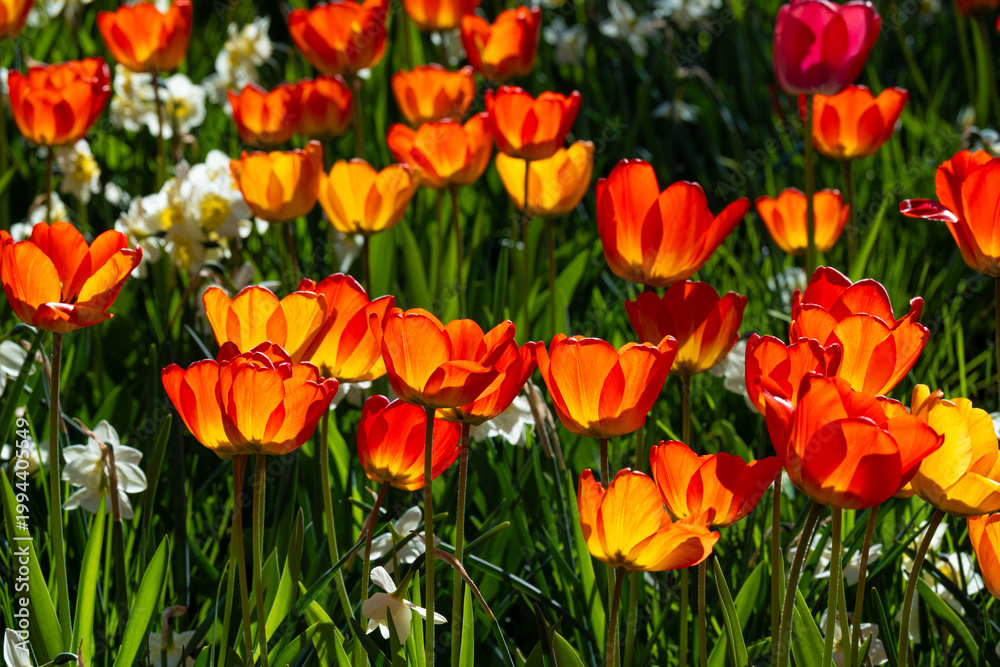 Fototapeta premium Tulips Outdoor, Spring Tulipa Flowers