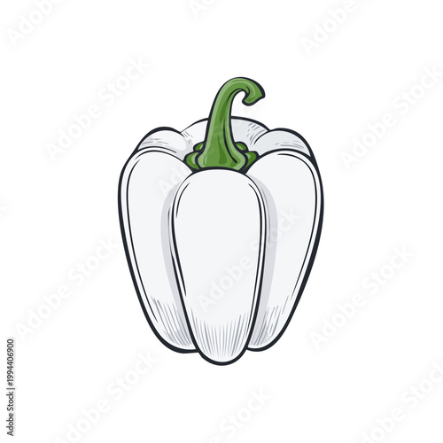 Hand-drawn illustration of a single white bell pepper with a green stem on a white background.