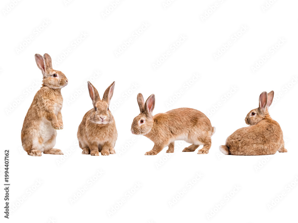Fototapeta premium Four adorable domestic rabbits in a row, each displaying a unique pose, isolated on a transparent background.