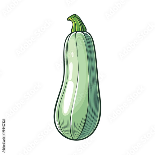Light Green Zucchini Vegetable with Stem, Isolated on White Background, Hand-Drawn Style