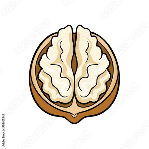 Half Walnut Nut Split Open Showing Creamy Kernel Interior and Brown Shell