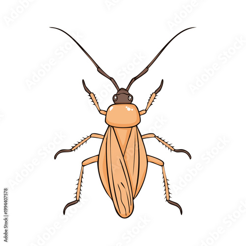 Top view illustration of an orange cockroach with long antennae and spiny legs on a white background