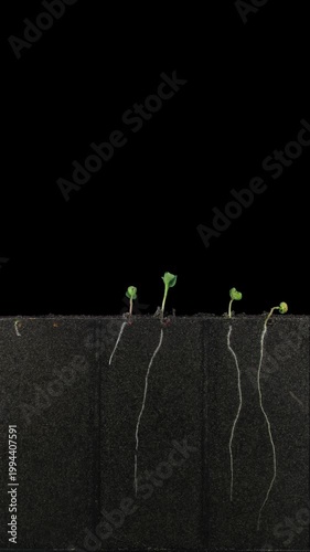 To explore the effect of fertiliser and electromagnetically affected water on germination and growth of roots and sprouts radish (Raphanus raphanistrum) seeds were placed in a rhizobox filled with the