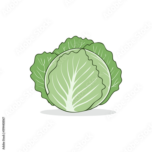 Fresh Green Cabbage Vegetable Illustration Hand Drawn Style Healthy Food Concept