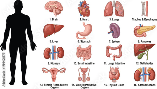 Human Internal Organs Anatomy Vector Illustration Set with Brain Heart Lungs and Digestive System Medical Icons