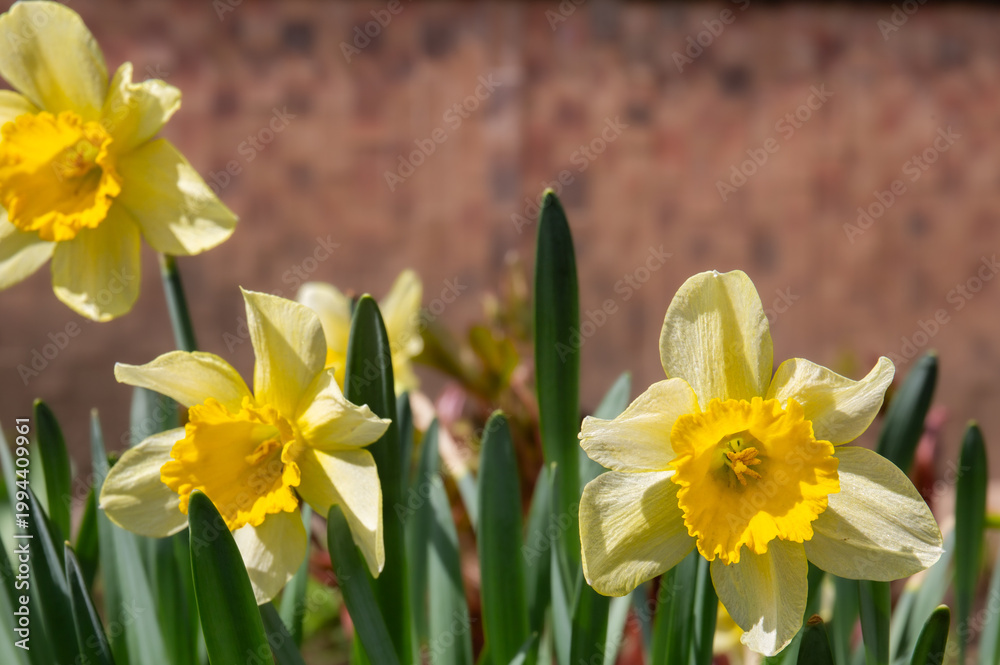 Obraz premium Yellow daffodils on a sunny day in the garden on a blurred background