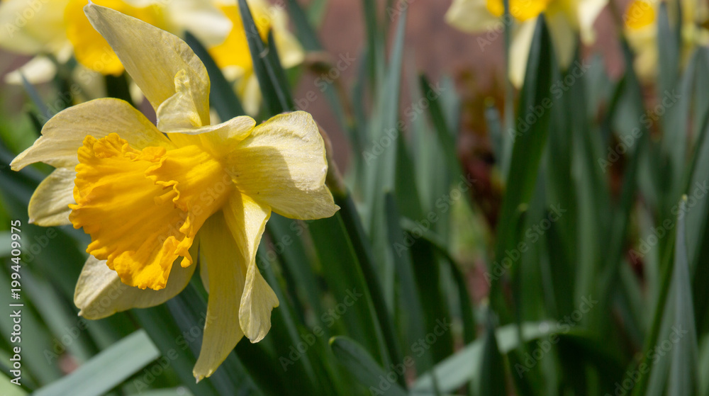 Fototapeta premium The yellow daffodil grows in the garden