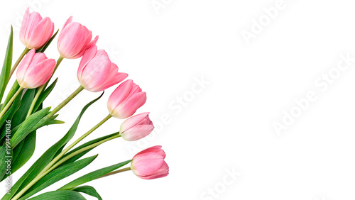 Tableau sur toile Pink tulips arranged in a group isolated on transparent background cut out