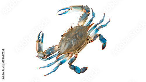 Fotografía Blue crab walking isolated on transparent background cut out