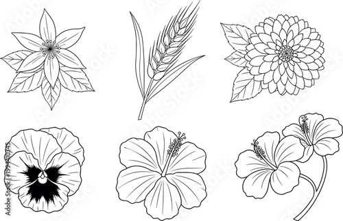 Flower Line Art Collection Featuring Hibiscus, Pansy, Wheat, and Dahlia for Botanical, Floral, and Nature Illustration Designs.