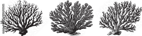 Vector black vintage engraved illustration isolated on a white background