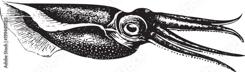 Vector black vintage engraved illustration isolated on a white background