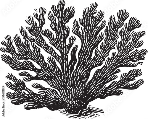 Vector black vintage engraved illustration isolated on a white background