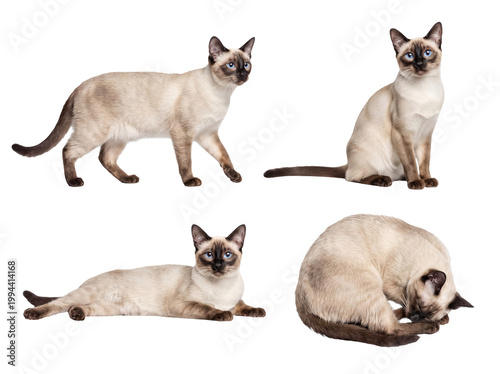 Schilderij op canvas Different adorable poses of an elegant Siamese cat with striking blue eyes and cream point fur