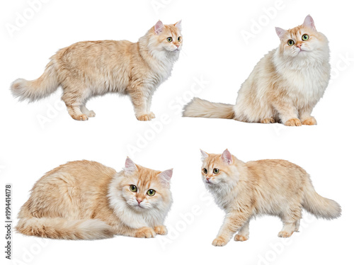 Bild auf Leinwand Group of four beautiful light ginger domestic cats in various natural stances, isolated on a transparent background