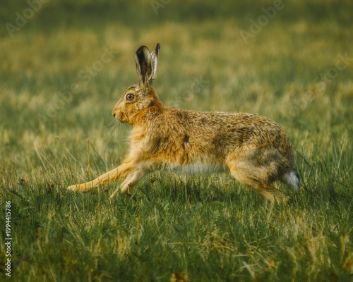 Brown wild hare running low through the grass in a rural field. European jackrabbit in a summer meadow. Wildlife action photography of a mammal in the wild.