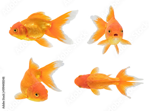 Obraz na płótnie Collection of beautiful orange and white goldfish in various dynamic poses