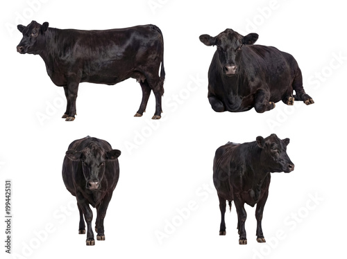 Foto Dynamic collection of black Angus cows displaying diverse postures, from standing majestically to calmly resting