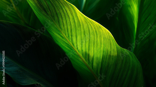 Tropical Green Leaf Texture with Sunlight and Natural ShadowClose Up of Lush Green Leaf Veins in Soft Morning LightAbstract Nature Background with Vibrant Tropical Foliage