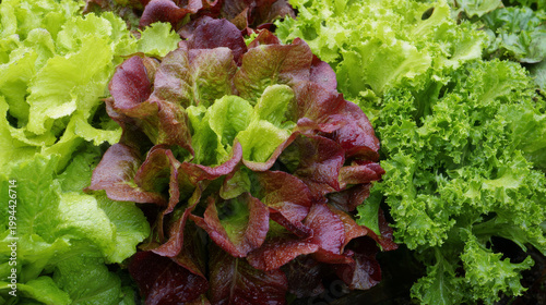 Organic green and red oak lettuce vegetable plant