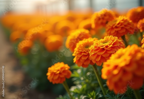 Bright Marigold Orange Pom Poms Cheerful Border Planting Row Imagine Delightful Understated Garden Accents