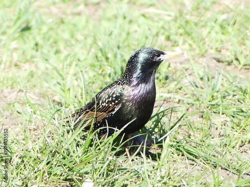 Starling bird standing in green grass wildlife looking