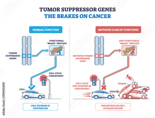 Tumor suppressor genes as brakes on cancer, functional checkpoints stop cell division, mutations remove the brake, leading to crashes. Key, chromosomes, brake pedal, traffic light. Outline diagram