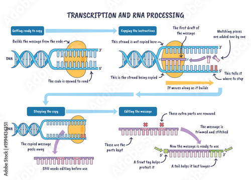 Transcription and RNA processing illustrated as DNA opens, RNA polymerase builds mRNA and splicing refines it, key objects, DNA helix, polymerase, mRNA.