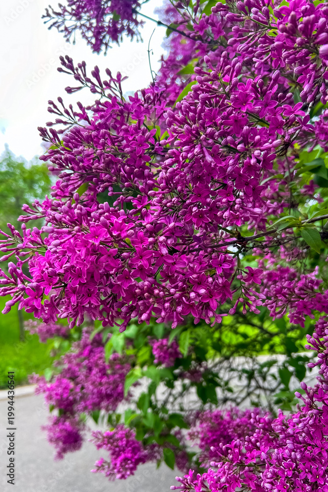Obraz premium Flowers bloom in purple shades near a pathway surrounded by greenery on a sunny day