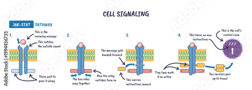 JAK-STAT cell signaling, ligand binds receptor, JAK activates, STAT dimer enters nucleus to drive transcription. Key objects, receptor, ligand, STAT.