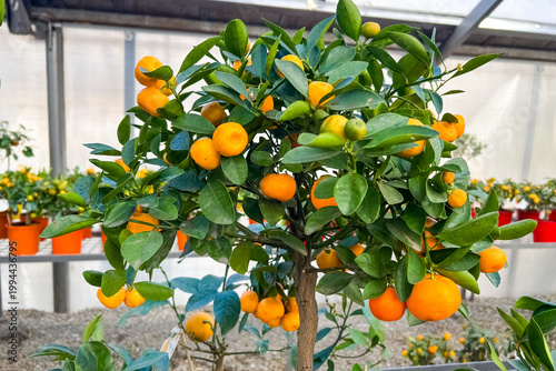 Принти на полотні Small citrus tree with ripe and unripe fruit in a greenhouse setting during dayl
