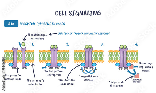 RTK cell signaling pathway, ligand binds, receptors dimerize and autophosphorylate, recruiting adaptor protein on the plasma membrane. Key objects, RTK dimer, lipid bilayer, adaptor protein.