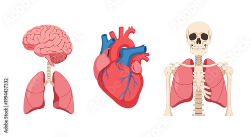 Set of human internal organs and skeletal system anatomical illustrations. EPS Editable. Vector Illustrations.