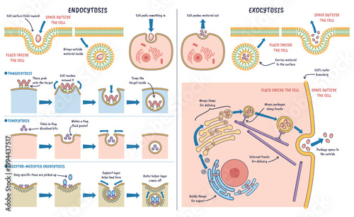 Endocytoza i egzocytoza, schemat pokazuje wymian materia w przez b on kom rkow za pomoc p cherzyk w, kluczowe elementy, b ona, p cherzyki transportowe, aparat Golgiego.