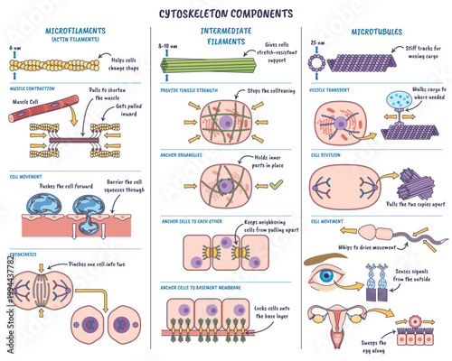 Cytoskeleton components overview shows how cells gain structure and motion, features microfilaments, intermediate filaments, and microtubules for support, transport, division, and movement.