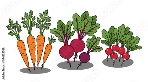Root vegetables set: carrots, beets, and radishes in flat vector doodle style on white background