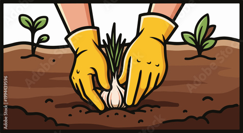 Hands in yellow gloves planting garlic cloves in rich brown soil with sprouts nearby