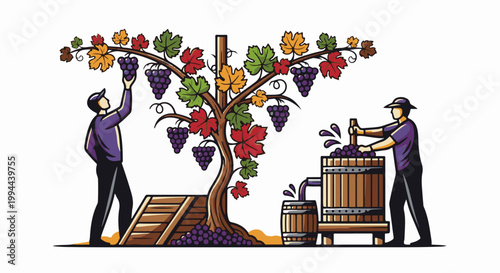Farmers harvest and press grapes for wine