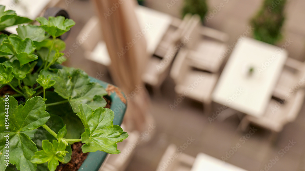 Fototapeta premium Green geranium plant in a pot overlooking an empty outdoor cafe seating area