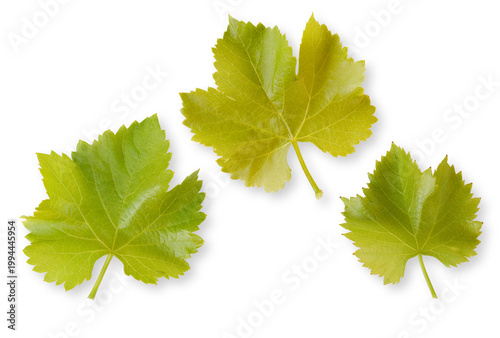 Weinblätter