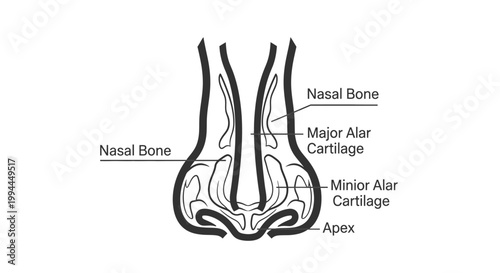 Medical illustration of human nose anatomy with labeled parts