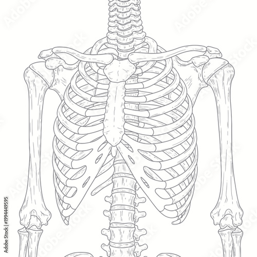 Human Torso Skeleton Anatomy Illustration, Medical Line Art