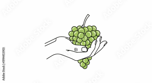 Line drawing of a hand holding a bunch of green grapes