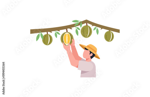 Person harvesting durian fruit from tree in tropical orchard illustration