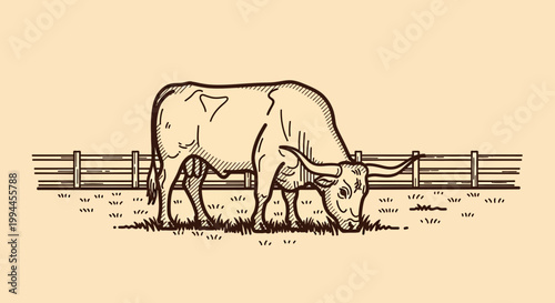 Grazing Texas Longhorn Bull Sketch on a Ranch Field